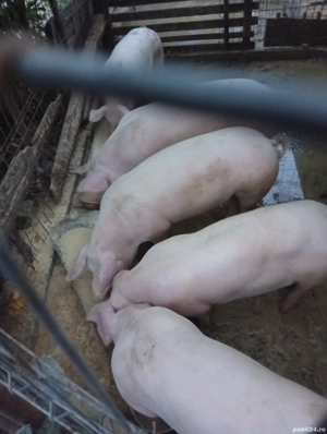 vand porci   80-100 kg - imagine 3