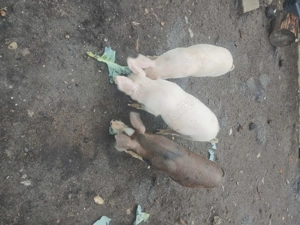 !!!Vand purcei!!! - imagine 2