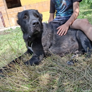 Femelă Ciobanesc de Asia Centrală  - imagine 3 Femelă Ciobanesc de Asia Centrală  - imagine 3