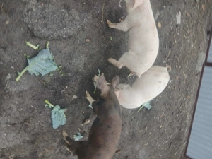 !!!Vand purcei!!! - imagine 3