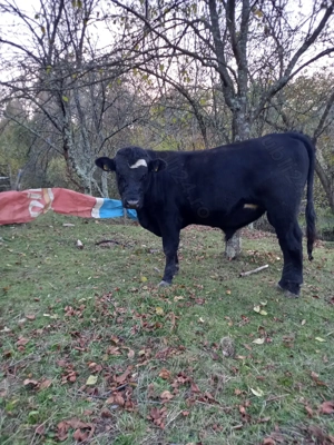 Vițel de vânzare  - imagine 2