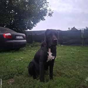 Femelă Ciobanesc de Asia Centrală  - imagine 4 Femelă Ciobanesc de Asia Centrală  - imagine 4