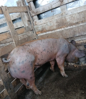 Porci  Duroc si Pietrain  - imagine 2 Porci  Duroc si Pietrain  - imagine 2