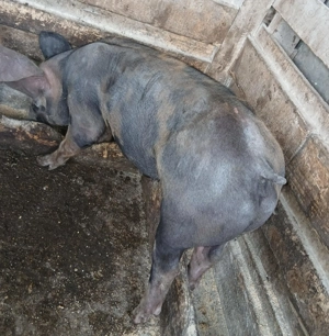 Porci  Duroc si Pietrain  - imagine 4 Porci  Duroc si Pietrain  - imagine 4