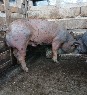Porci  Duroc si Pietrain  - imagine 5 Porci  Duroc si Pietrain  - imagine 5