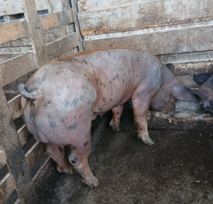 Porci  Duroc si Pietrain  - imagine 3 Porci  Duroc si Pietrain  - imagine 3