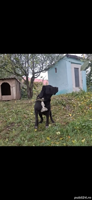 Femelă Ciobanesc de Asia Centrală  - imagine 2 Femelă Ciobanesc de Asia Centrală  - imagine 2