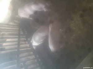 vând purcei intarcati 