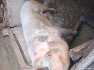 De vânzare  - imagine 3