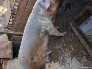 De vânzare  - imagine 2