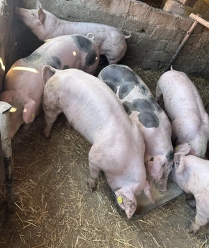 Vand Porci pentru Craciun 