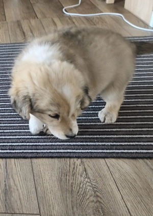 Cățeluș pentru adopții  - imagine 2