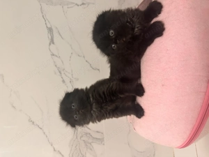 Scottish fold black longhair - imagine 3