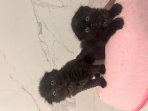 Scottish fold black longhair - imagine 4