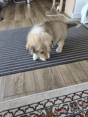 Cățeluș pentru adopții 