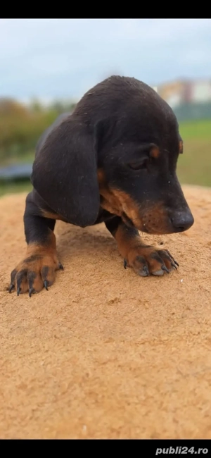 Cățel teckel - imagine 3