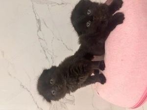 Scottish fold black longhair - imagine 2