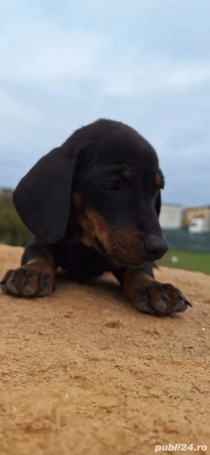 Cățel teckel - imagine 2