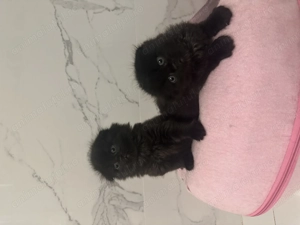 Scottish fold black longhair - imagine 5