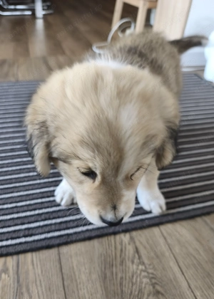 Cățeluș pentru adopții  - imagine 5