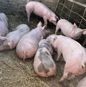 Vand Porci pentru Craciun  - imagine 2