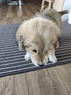 Cățeluș pentru adopții  - imagine 4