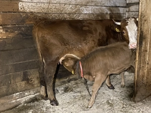 Vând Junica Cu Vitea de 4 Luni - imagine 4