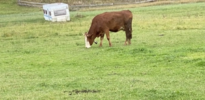 Vând Junica Cu Vitea de 4 Luni - imagine 3