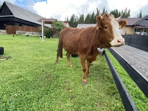 Vând Junica Cu Vitea de 4 Luni - imagine 2