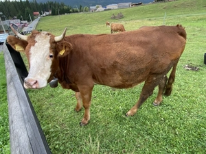 Vând Junica Cu Vitea de 4 Luni - imagine 5