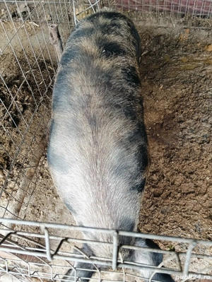 vând porc de tăiat  - imagine 3