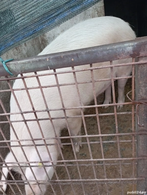 purcea de vânzare crescută în gospodărie proprie rasă landras aproximativ 300 kg 