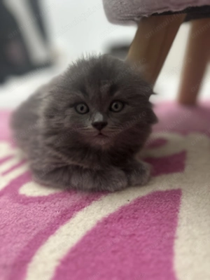 British longhair & Scottish fold longhair