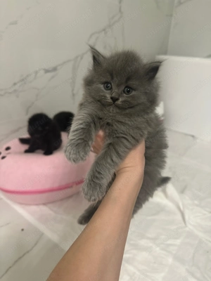 British longhair & Scottish fold longhair - imagine 2