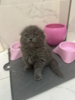 British longhair & Scottish fold longhair - imagine 3