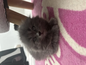 British longhair & Scottish fold longhair - imagine 4