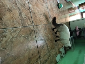 motan siamez - imagine 5 motan siamez - imagine 5