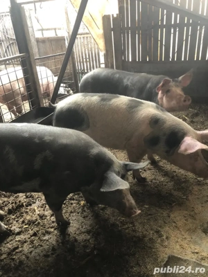 porc de craciun - imagine 2