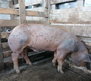 Porci Duroc si Pietrain  - imagine 3 Porci Duroc si Pietrain  - imagine 3