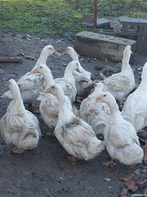 rate tineret - imagine 3 rate tineret - imagine 3