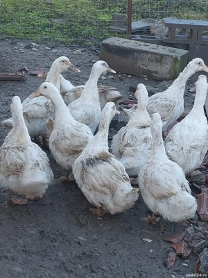 rate tineret - imagine 2 rate tineret - imagine 2