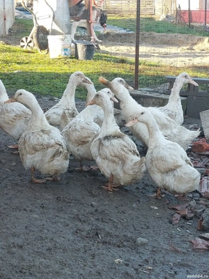 rate tineret - imagine 4 rate tineret - imagine 4