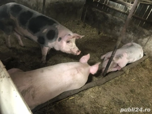 porc de taiat - imagine 2