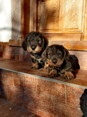 Căței Teckel sarmos 2 luni - imagine 2 Căței Teckel sarmos 2 luni - imagine 2