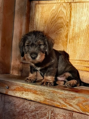 Căței Teckel sarmos 2 luni - imagine 4 Căței Teckel sarmos 2 luni - imagine 4