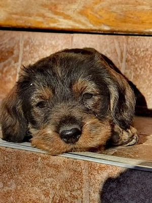 Căței Teckel sarmos 2 luni - imagine 5 Căței Teckel sarmos 2 luni - imagine 5