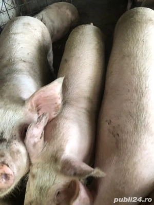 porci de carne - imagine 2