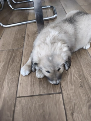 Donez catel metisi baietel