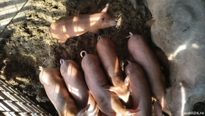 vand purcei duroc - imagine 4 vand purcei duroc - imagine 4