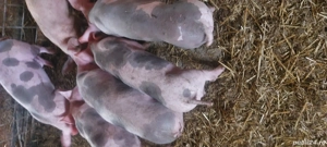 vand sau schimb purcei de carne - imagine 2 vand sau schimb purcei de carne - imagine 2